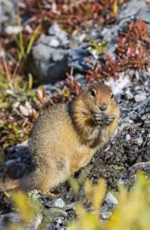 Denali National Park Prints: Arctic Ground Squirrel in Autumn in Denali National Park Alaska