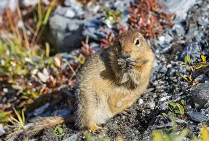 Denali National Park Prints: Arctic Ground Squirrel in Autumn in Denali National Park Alaska