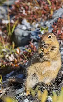 Denali National Park Prints: Arctic Ground Squirrel in Autumn in Denali National Park Alaska