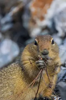 Denali National Park Prints: Arctic Ground Squirrel in Autumn in Denali National Park Alaska