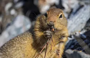 Denali National Park Prints: Arctic Ground Squirrel in Autumn in Denali National Park Alaska