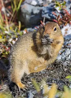 Denali National Park Prints: Arctic Ground Squirrel in Autumn in Denali National Park Alaska