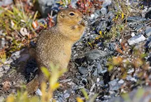 Denali National Park Prints: Arctic Ground Squirrel in Autumn in Denali National Park Alaska