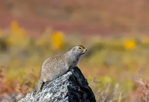Denali National Park Prints: Arctic Ground Squirrel in Denali National Park Alaska in Autumn
