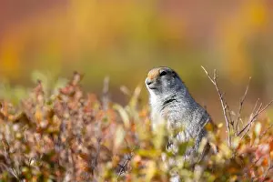Denali National Park Prints: Arctic Ground Squirrel in Denali National Park Alaska in Autumn