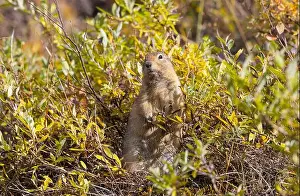 Denali National Park Prints: Arctic Ground Squirrel in Denali National Park Alaska in Autumn