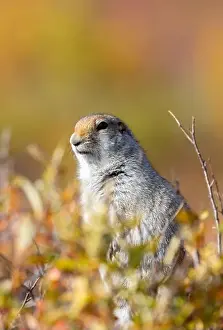 Denali National Park Prints: Arctic Ground Squirrel in Denali National Park Alaska in Autumn
