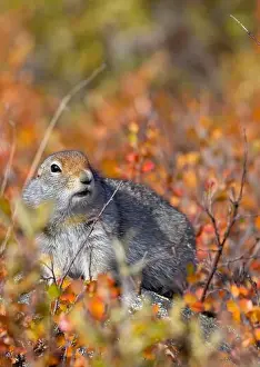Denali National Park Prints: Arctic Ground Squirrel in Denali National Park Alaska in Autumn