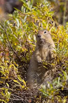 Denali National Park Prints: Arctic Ground Squirrel in Denali National Park Alaska in Autumn