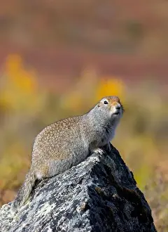 Denali National Park Prints: Arctic Ground Squirrel in Denali National Park Alaska in Autumn