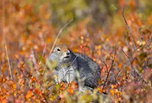 Denali National Park Prints: Arctic Ground Squirrel in Denali National Park Alaska in Autumn