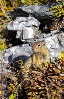 Denali National Park Prints: Arctic Ground Squirrel in Denali National Park Alaska in Autumn
