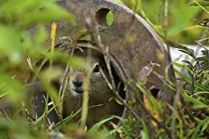 Inquisitive Prints: Arctic ground squirrel (Spermophilus parryii) hides in a tube and looks curiously into the camera