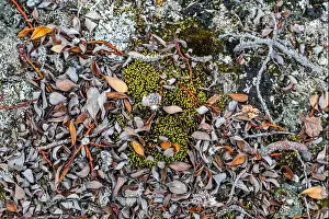 Lichen Prints: Arctic plants, Axel Heiberg island, Nunavut, Canadian Arctic, Canada, North America