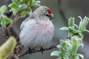 Fringillidae Prints: Arctic Redpoll (Acanthis hornemanni), adult perched on a branch
