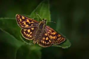 Heath Prints: Arctic Skipper, Carterocephalus palaemon