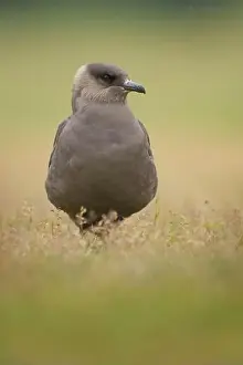 Cautious Prints: Arctic Skua sitting through rain shower on summer evening, Iceland, skua, parasitic