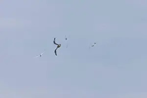 Sterna Hirundo Prints: Arctic skua Stercorarius parasiticus