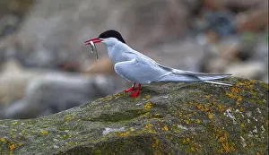 Sandeel Prints: Arctic Tern