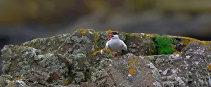Sandeel Prints: Arctic Tern