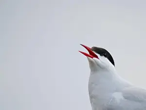 Gloomy Prints: Arctic tern bird with opened beak in fog