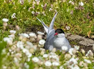 Arctic Tern Prints: Arctic tern close up on the ground