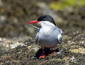 Arctic Tern Prints: Arctic tern close up on the ground