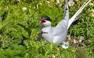 Arctic Tern Prints: Arctic tern close up on the ground