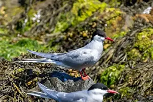 Arctic Tern Prints: Arctic tern close up on the ground