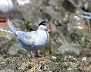 Markings Prints: Arctic tern close up on the ground
