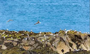 Sterna Paradisaea Prints: Arctic tern colony Sterna paradisaea