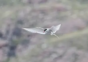The Blade Prints: Arctic Tern in flight, The Blade, Ronas Voe, Shetland