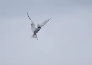 The Blade Prints: Arctic Tern in flight, The Blade, Ronas Voe, Shetland