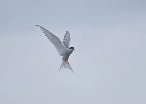 The Blade Prints: Arctic Tern in flight, The Blade, Ronas Voe, Shetland