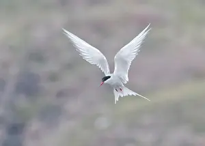 The Blade Prints: Arctic Tern in flight, The Blade, Ronas Voe, Shetland