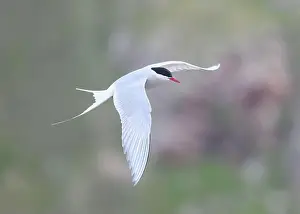 The Blade Prints: Arctic Tern in flight, The Blade, Ronas Voe, Shetland