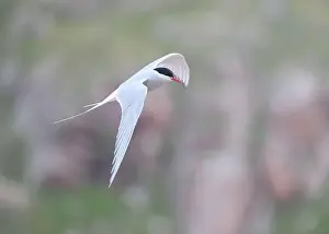 The Blade Prints: Arctic Tern in flight, The Blade, Ronas Voe, Shetland