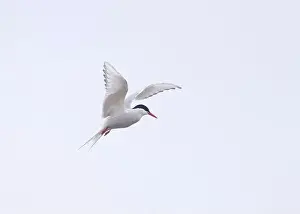 The Blade Prints: Arctic Tern in flight, The Blade, Ronas Voe, Shetland