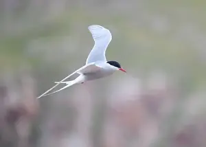 The Blade Prints: Arctic Tern in flight, The Blade, Ronas Voe, Shetland