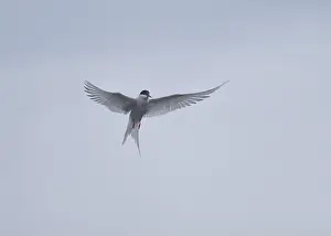 The Blade Prints: Arctic Tern in flight, The Blade, Ronas Voe, Shetland