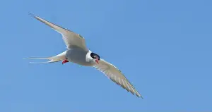 Arctic Tern Prints: Arctic tern in flight with bright blue sky
