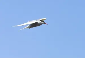 Arctic Tern Prints: Arctic tern in flight with bright blue sky