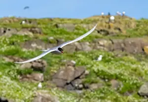 Arctic Tern Prints: Arctic tern in flight with bright blue sky