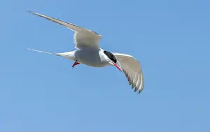 Arctic Tern Prints: Arctic tern in flight with bright blue sky