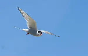 Markings Prints: Arctic tern in flight with bright blue sky