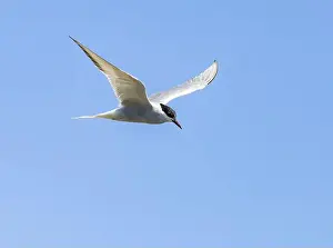 Markings Prints: Arctic tern in flight with bright blue sky
