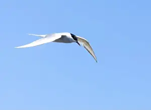 Markings Prints: Arctic tern in flight with bright blue sky