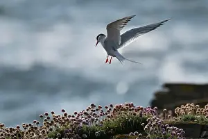 Orkney Prints: Arctic Tern lands at nesting area, Orkney, Scotland