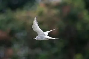 Bird In Flight Prints: Arctic tern (Sterna paradisaea)