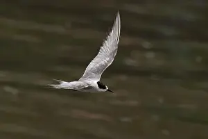 Bird In Flight Prints: Arctic tern (Sterna paradisaea)